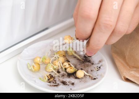 Ein Mann pflanzt Erbsensprossen in Löchern im Boden, Boden. Vorbereitung der Sämlinge in der Balkonbox. Der Anbau von Mikrogrüns, süßen Erbsen zu Hause in einer Wohnung. Stockfoto