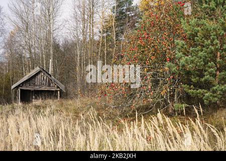 Ein altes Haus versteckt im Wald und Apfelbaum ohne Blätter im Spätherbst Stockfoto