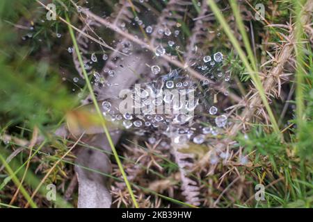 Einige Wassertropfen, die nach dem Regen in einem Spinnennetz gefangen sind Stockfoto