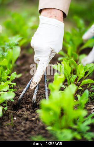 Die Hand einer Frau entfernt Unkraut. Unkrautbekämpfung und Schädlingsbekämpfung im Garten. Nahaufnahme von Kulturflächen. Landwirtschaftliche Pflanze wächst im Garten Stockfoto