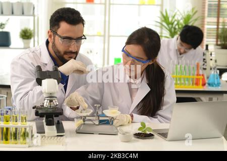 Chemieforscher analysierten die organischen Setzlinge und Inhaltsstoffe im Gleichgewicht und zeichneten sie auf dem Laptop auf. Bei der Arbeit in wissenschaftlichen Experimenten. Stockfoto