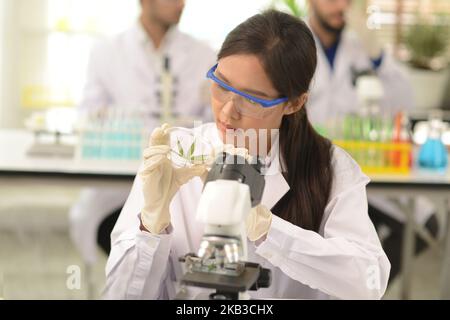 Chemieforscher analysierten die organischen Setzlinge und Inhaltsstoffe im Gleichgewicht und zeichneten sie auf dem Laptop auf. Bei der Arbeit in wissenschaftlichen Experimenten. Stockfoto