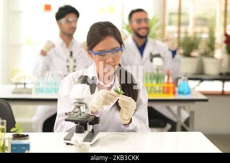 Chemieforscher analysierten die organischen Setzlinge und Inhaltsstoffe im Gleichgewicht und zeichneten sie auf dem Laptop auf. Bei der Arbeit in wissenschaftlichen Experimenten. Stockfoto