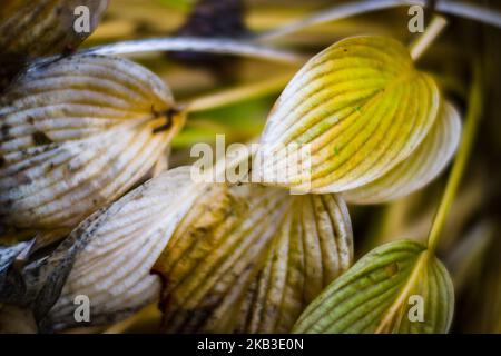 Alte Herbstblätter der Pflanze aus der Nähe. Schöner Herbst natürlich stark verschwommen Hintergrund mit Copyspace Stockfoto