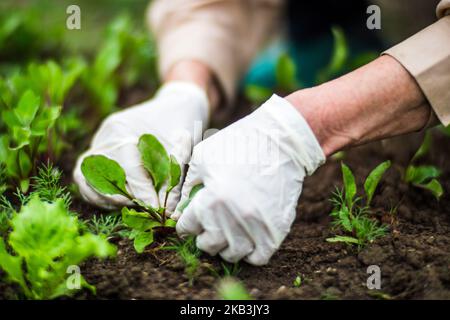 Die Hand einer Frau entfernt Unkraut. Unkrautbekämpfung und Schädlingsbekämpfung im Garten. Nahaufnahme von Kulturflächen. Landwirtschaftliche Pflanze wächst im Garten Stockfoto