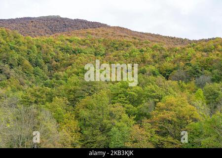 Buchenwald im Herbst in Soto de Sajambre im Nationalpark Picos de Europa in Leon, Spanien Stockfoto