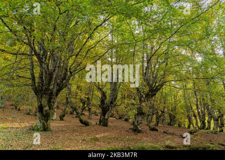 Buchenwald im Herbst in Soto de Sajambre im Nationalpark Picos de Europa in Leon Spanien Stockfoto