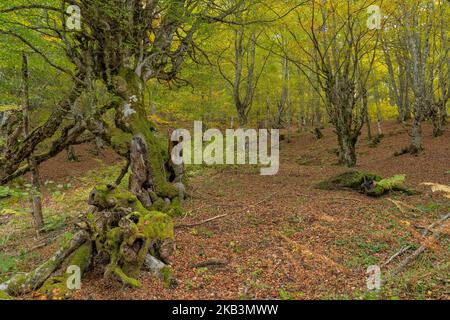 Buchenwald im Herbst in Soto de Sajambre im Nationalpark Picos de Europa in Leon, Spanien Stockfoto