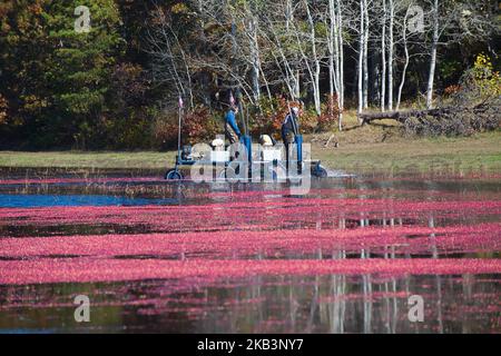 Cranberry Harvest in West Yarmouth, Massachusetts (USA) auf Cape Cod. Stockfoto