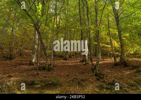 Buchenwald im Herbst in Soto de Sajambre im Nationalpark Picos de Europa in Leon, Spanien Stockfoto