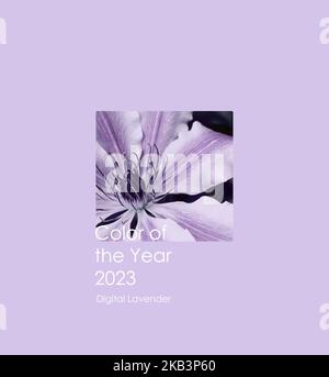 Foto der Pflanze in der Farbe des Jahres 2023 digital Lavendel. Hintergrund von 2023. Farbkonzept. Text Farbe des Jahres 2023 Digitaler Lavendel Stockfoto