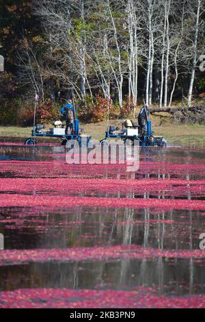 Cranberry Harvest in West Yarmouth, Massachusetts (USA) auf Cape Cod. Stockfoto