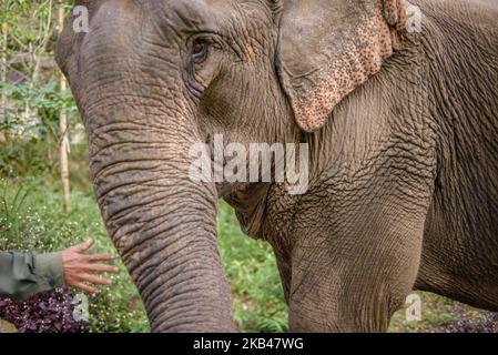 Im Dezember 2018 geht der Elefant zur täglichen Untersuchung im Krankenhaus des Elephant Conservation Centre, Sayaboury, Laos. Laos war in der Vergangenheit als ‘das Land einer Million Elefanten’ bekannt, heute zählt die Elefantenpopulation im Land rund 800 Individuen. Die Hälfte von ihnen besteht aus gefangenen Elefanten, und ihre Zahl ist rückläufig; die Besitzer sind nicht an der Zucht von Tieren interessiert (die Kuh benötigt während ihrer Schwangerschaft und Stillzeit mindestens vier Jahre arbeitszeit), der illegale Handel nach China und anderen Nachbarländern geht weiter. Vor diesem Hintergrund die Elefantenkonse Stockfoto