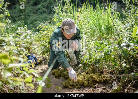 Ein Mitarbeiter nimmt die Exkremente des Elefanten im Dezember 2018 im Elephant Conservation Centre, Sayaboury, Laos, zur Analyse auf. Laos war in der Vergangenheit als ‘das Land einer Million Elefanten’ bekannt, heute zählt die Elefantenpopulation im Land rund 800 Individuen. Die Hälfte von ihnen besteht aus gefangenen Elefanten, und ihre Zahl ist rückläufig; die Besitzer sind nicht an der Zucht von Tieren interessiert (die Kuh benötigt während ihrer Schwangerschaft und Stillzeit mindestens vier Jahre arbeitszeit), der illegale Handel nach China und anderen Nachbarländern geht weiter. Vor diesem Hintergrund ist The Elephant Co Stockfoto