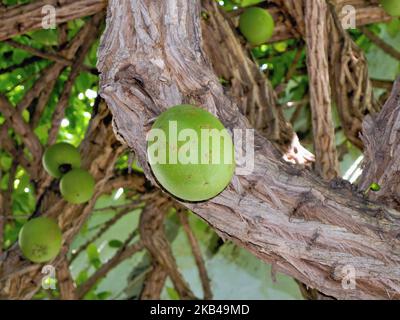 Crecentia cujete L., Bignonaceae, Baum mit Früchten. Ein Evergreentree mit reichlich und geöffneter Oberseite. Seine einsamen Blumen mit Glockenform, kommen etwas über t heraus Stockfoto