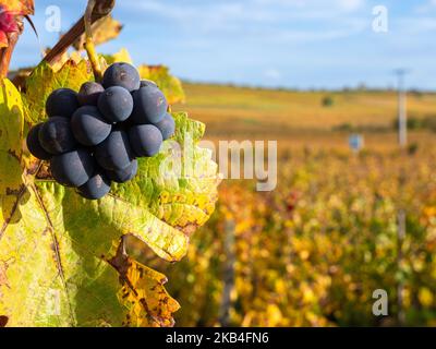 Weinberge entlang der berühmten Weinstraße im Elsass, Frankreich Stockfoto