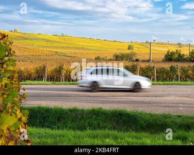 Weinberge entlang der berühmten Weinstraße im Elsass, Frankreich Stockfoto