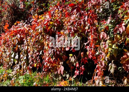 Bunte Herbstblätter einer Hecke Stockfoto