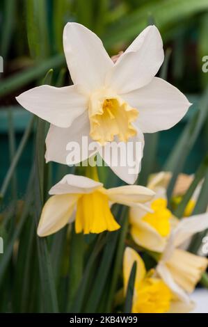 Narcissus jonquil Pueblo blüht Mitte des Frühlings Ein Zwergdaffodil mit weißer Perianth und gelber Tasse, der zur Jonquil-Gruppe Division 7 gehört. Stockfoto