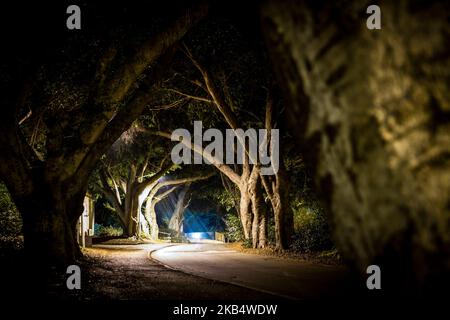 Lange Straße mit grünen Bäumen in der Nacht gesäumt Stockfoto