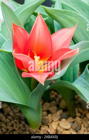 Nahaufnahme von tulipa Shakespear. Eine einzelne Schüssel in Form einer blühenden karminroten Tulpe, die zur Gruppe der Kaufmanniana-Tulpen der Division 12 gehört Stockfoto