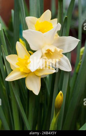 Narcissus jonquil Pueblo blüht Mitte des Frühlings Ein Zwergdaffodil mit weißer Perianth und gelber Tasse, der zur Jonquil-Gruppe Division 7 gehört. Stockfoto