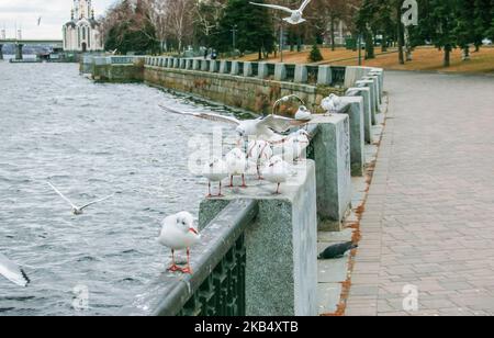 Möwen sitzen auf der Brüstung des Flussufers. Stockfoto