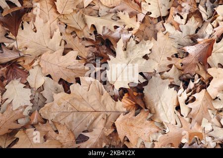 Fallen braune Eiche und Buche Blätter auf den Boden. Natürlicher Hintergrund im Herbst. Flach liegend, Draufsicht. Saisonale Zusammensetzung. Organische Waldstruktur. Stockfoto