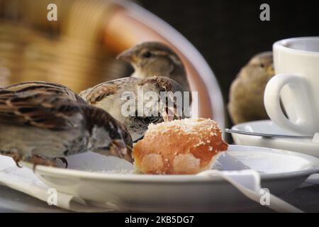 Am 7. september 2019 werden Vögel beim Essen von übrig gebliebenen Broten und Krümeln an einem Kaffeeplatz im Zentrum von Warschau, Polen, gesehen. (Foto von Jaap Arriens/NurPhoto) Stockfoto