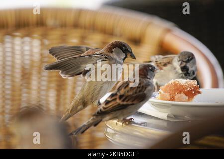 Am 7. september 2019 werden Vögel beim Essen von übrig gebliebenen Broten und Krümeln an einem Kaffeeplatz im Zentrum von Warschau, Polen, gesehen. (Foto von Jaap Arriens/NurPhoto) Stockfoto