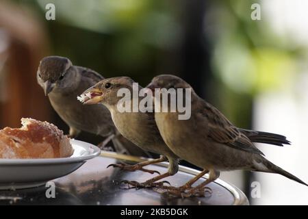 Am 7. september 2019 werden Vögel beim Essen von übrig gebliebenen Broten und Krümeln an einem Kaffeeplatz im Zentrum von Warschau, Polen, gesehen. (Foto von Jaap Arriens/NurPhoto) Stockfoto