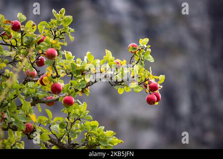 Apfelbaum in Valldal oder Valldalen Angeln oder Sylte im Valldal Tal mit traditionellen Häusern, Kirche, Tankstelle, Tunnel, der Fjord umgeben von Bergen in Norddal Gemeinde im Kreis Møre Og Romsdal in Norwegen. Es gibt steile Hügel und alpine Berge mit Gletschern rund um, fließt der Valldola Fluss das fruchtbare Tal mit vielen Wasserfällen in den benachbarten Hügeln geschaffen. Das Dorf ist berühmt und beliebt bei Touristen und Besuchern, da es mit der Fähre zum Sognefjord und Geiranger Fjord und Trollstigen von der anderen Seite, Teil der norwegischen Nationalstraße 63, verbindet. (Foto von Nicola Stockfoto