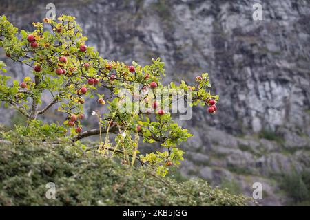 Apfelbaum in Valldal oder Valldalen Angeln oder Sylte im Valldal Tal mit traditionellen Häusern, Kirche, Tankstelle, Tunnel, der Fjord umgeben von Bergen in Norddal Gemeinde im Kreis Møre Og Romsdal in Norwegen. Es gibt steile Hügel und alpine Berge mit Gletschern rund um, fließt der Valldola Fluss das fruchtbare Tal mit vielen Wasserfällen in den benachbarten Hügeln geschaffen. Das Dorf ist berühmt und beliebt bei Touristen und Besuchern, da es mit der Fähre zum Sognefjord und Geiranger Fjord und Trollstigen von der anderen Seite, Teil der norwegischen Nationalstraße 63, verbindet. (Foto von Nicola Stockfoto