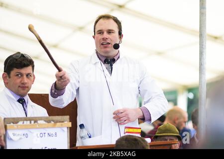 Ein Auktionator reagiert auf Angebote beim Verkauf von Kelso RAM am 13. September 2019 im Springwood Park, Kelso, Schottland. Der Verkauf von Kelso RAM ist der größte eintägige Verkauf von Rams in Europa, wobei zwischen fünf und sechshundert Versender erwartet werden, dass sie an der Veranstaltung teilnehmen werden. 5.174 Rams werden heute verkauft und der Gesamtverkauf im vergangenen Jahr erreichte über zwei Millionen neunhunderttausend Pfund, mit einem durchschnittlichen Verkauf von 681 pro RAM. Die Verkäufe wurden im Jahr 1838 gegründet und wurden nur zweimal annulliert, in den Jahren 2001 und 2007 beide Male infolge eines Ausbruchs der Maul- und Klauenseuche. (Foto von Ewan Bootman/NurPhoto) Stockfoto