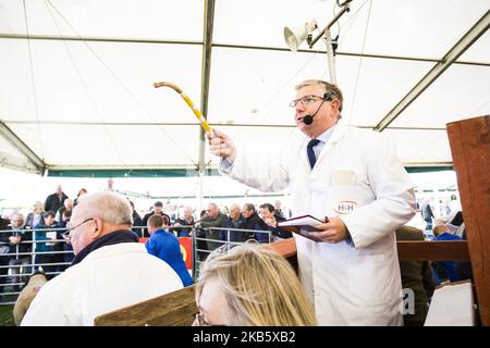 Ein Auktionator reagiert auf Angebote beim Verkauf von Kelso RAM am 13. September 2019 im Springwood Park, Kelso, Schottland. Der Verkauf von Kelso RAM ist der größte eintägige Verkauf von Rams in Europa, wobei zwischen fünf und sechshundert Versender erwartet werden, dass sie an der Veranstaltung teilnehmen werden. 5.174 Rams werden heute verkauft und der Gesamtverkauf im vergangenen Jahr erreichte über zwei Millionen neunhunderttausend Pfund, mit einem durchschnittlichen Verkauf von 681 pro RAM. Die Verkäufe wurden im Jahr 1838 gegründet und wurden nur zweimal annulliert, in den Jahren 2001 und 2007 beide Male infolge eines Ausbruchs der Maul- und Klauenseuche. (Foto von Ewan Bootman/NurPhoto) Stockfoto