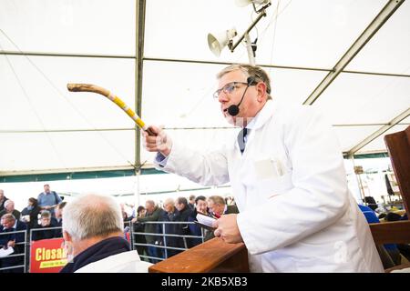 Ein Auktionator reagiert auf Angebote beim Verkauf von Kelso RAM am 13. September 2019 im Springwood Park, Kelso, Schottland. Der Verkauf von Kelso RAM ist der größte eintägige Verkauf von Rams in Europa, wobei zwischen fünf und sechshundert Versender erwartet werden, dass sie an der Veranstaltung teilnehmen werden. 5.174 Rams werden heute verkauft und der Gesamtverkauf im vergangenen Jahr erreichte über zwei Millionen neunhunderttausend Pfund, mit einem durchschnittlichen Verkauf von 681 pro RAM. Die Verkäufe wurden im Jahr 1838 gegründet und wurden nur zweimal annulliert, in den Jahren 2001 und 2007 beide Male infolge eines Ausbruchs der Maul- und Klauenseuche. (Foto von Ewan Bootman/NurPhoto) Stockfoto