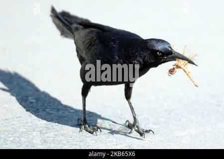 Am 17. September 2019 wird in Cancun, Mexiko, eine schwarze Krähe beim Essen eines Insekts gesehen (Foto: Eyepix/NurPhoto) Stockfoto