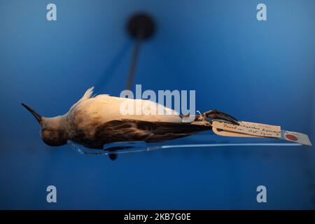 Ein gefüllter Löffelschnabel-Sandpiper liegt auf einem Glas wie in einem Leichenschauhaus. Seine Art ist vom Aussterben bedroht. Das Naturkundemuseum von Toulouse in Zusammenarbeit mit dem Naturkundemuseum von London zeigt eine Ausstellung mit dem Titel „Extinction: An end to the world ?“ über das Aussterben 6. durch die menschliche Spezies und ihre Aktivitäten (Landwirtschaft, Weiden, Bau, Verwendung von Bioziden, etc.). Das Museum stellt ausgestorbene Arten aus oder befindet sich am Rande des Aussterbens. Am 9. 2019. Oktober ist sie für die Öffentlichkeit zugänglich. Toulouse. Frankreich. Oktober 3. 2019. (Foto von Alain Pitton/NurPhoto) Stockfoto