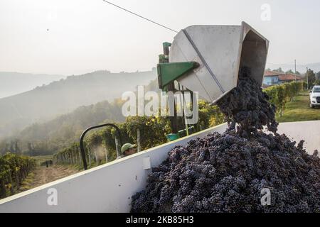Herstellung von Nebbiolo-Trauben, die zur Herstellung von Barolo-Wein verwendet werden und am 12. Oktober 2019 für den Transport zum Weinanbaugebiet in Serralunga D'Alba, Nordwest-Italien, geerntet werden. Barolo ist ein Rotwein, der in der Region Piemont in Italien hergestellt wird. Die Weine werden aus Nebbiolo hergestellt, einer kleinen, dünnhäutigen roten Rebsorte, die in der Regel reich an Säure und Tanninen ist.der Barolo wird ausschließlich mit Nebiolo-Trauben hergestellt, die in 11 Gemeinden der Langhe, die die Weinregion Barolo bilden, angebaut werden. Weine aus dem Barolo DOCG müssen zu 100% Nebbiolo sein und mindestens 38 Monate reifen, davon 18 in Holzfässern. (Foto Stockfoto