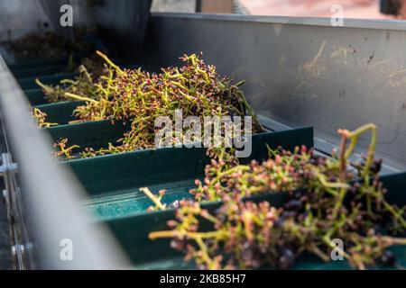 Trennung des Stammes der Nebbiolo-Trauben, die zur Herstellung von Barolo-Wein verwendet werden, während der Weinherstellung in Serralunga D'Alba, Nordwest-Italien, am 12. Oktober 2019. Barolo ist ein Rotwein, der in der Region Piemont in Italien hergestellt wird. Die Weine werden aus Nebbiolo hergestellt, einer kleinen, dünnhäutigen roten Rebsorte, die in der Regel reich an Säure und Tanninen ist.der Barolo wird ausschließlich mit Nebiolo-Trauben hergestellt, die in 11 Gemeinden der Langhe, die die Weinregion Barolo bilden, angebaut werden. Weine aus dem Barolo DOCG müssen zu 100% Nebbiolo sein und mindestens 38 Monate reifen, davon 18 in Holzfässern. (Foto von Mauro Stockfoto
