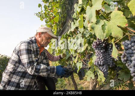 Ein Erntemaschine nimmt während der Lese auf dem Land der Langhe in Serralunga D'Alba, Nordwest-Italien, am 12. Oktober 2019 Nebbiolo-Trauben, die zur Herstellung von Barolo-Wein verwendet werden. Barolo ist ein Rotwein, der in der Region Piemont in Italien hergestellt wird. Die Weine werden aus Nebbiolo hergestellt, einer kleinen, dünnhäutigen roten Rebsorte, die in der Regel reich an Säure und Tanninen ist.der Barolo wird ausschließlich mit Nebiolo-Trauben hergestellt, die in 11 Gemeinden der Langhe, die die Weinregion Barolo bilden, angebaut werden. Weine aus dem Barolo DOCG müssen zu 100% Nebbiolo sein und mindestens 38 Monate reifen, davon 18 in Holzfässern. (Foto Stockfoto
