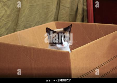 Niedliche junge Schneeschuhkatze, die in einem Karton spielt Stockfoto