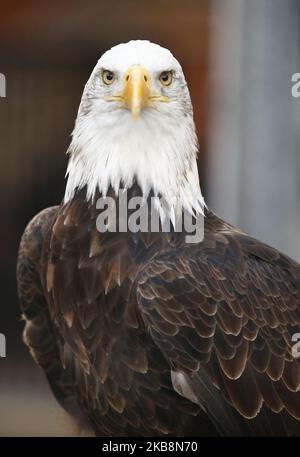 Kayla, das Glatzenadler-Maskottchen des Crystal Palace während der englischen Premier League zwischen Crystal Palace und Manchester City im Selhurst Park Stadium, London, England am 19. Oktober 2019 (Foto by Action Foto Sport/NurPhoto) Stockfoto