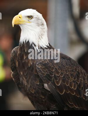 Kayla, das Glatzenadler-Maskottchen des Crystal Palace während der englischen Premier League zwischen Crystal Palace und Manchester City im Selhurst Park Stadium, London, England am 19. Oktober 2019 (Foto by Action Foto Sport/NurPhoto) Stockfoto