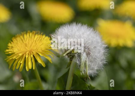 Am 20. Oktober 2019 werden in einem Garten in Lincoln, Neuseeland, eine Sandelionenblume (L) und eine Sandelionsuhr gesehen. Dandelion ist ein sehr häufiges mehrjähriges Laubkraut foundÂ in der ganzen Welt und in Neuseeland. (Foto von Sanka Vidanagama/NurPhoto) Stockfoto