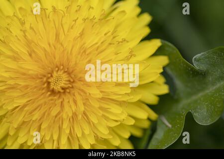 Am 20. Oktober 2019 wird in einem Garten in Lincoln, Neuseeland, eine Sandelionblume gesehen. Dandelion ist ein sehr häufiges mehrjähriges Laubkraut foundÂ in der ganzen Welt und in Neuseeland. (Foto von Sanka Vidanagama/NurPhoto) Stockfoto