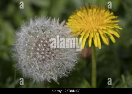 Am 20. Oktober 2019 werden in einem Garten in Lincoln, Neuseeland, eine Sandelionblume (R) und eine Sandelionsuhr gesehen. Dandelion ist ein sehr häufiges mehrjähriges Laubkraut foundÂ in der ganzen Welt und in Neuseeland. (Foto von Sanka Vidanagama/NurPhoto) Stockfoto