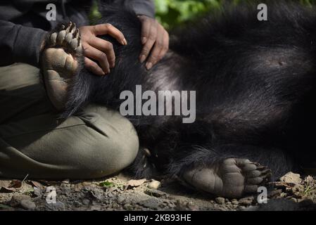 Sneha Shrestha, Gründerin von Sneha's Care, spielt am Donnerstag, den 24. Oktober 2019, mit einem geretteten einjährigen Sloth Bear in ihrem Tierheim in Lalitpur, Nepal. Ein Faultier-Bär wird von der Tierschutzorganisation Sneha's Care aus dem Distrikt Siraha gerettet. (Foto von Narayan Maharjan/NurPhoto) Stockfoto