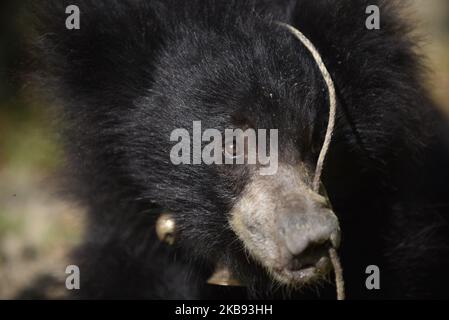 Eine Nahaufnahme einer durchbohrten Nase und schob ein Seil durch sie, um vom Straßenunterhalter eines geretteten einjährigen Sloth Bear am Donnerstag, dem 24. Oktober 2019, in einem Tierheim in Lalitpur, Nepal, zu kontrollieren. Ein Faultier-Bär wird von der Tierschutzorganisation Sneha's Care aus dem Distrikt Siraha gerettet. (Foto von Narayan Maharjan/NurPhoto) Stockfoto