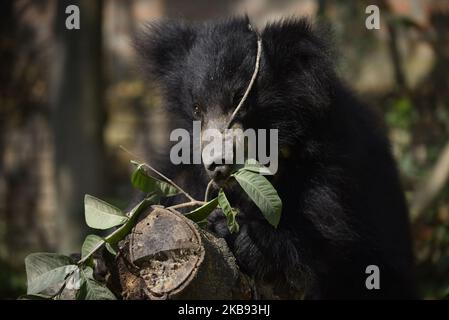 Ein geretteter einjähriger Sloth Bear spielt am Donnerstag, den 24. Oktober 2019, in einem Tierheim in Lalitpur, Nepal. Ein Faultier-Bär wird von der Tierschutzorganisation Sneha's Care aus dem Distrikt Siraha gerettet. (Foto von Narayan Maharjan/NurPhoto) Stockfoto